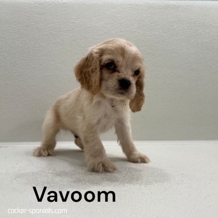 puppy, for, sale, Cocker Spaniel, Joe & Cherri  Overlease, dog, breeder, Miller, MO, dog-breeder, puppy-for-sale, forsale, nearby, find, puppyfind, locator, puppylocator, aca